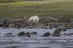 ����� ������� (Ursus maritimus) �� ������� ������. ���������� �������, ���, ������