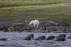����� ������� (Ursus maritimus) �� ������� ������. ���������� �������, ���, ������