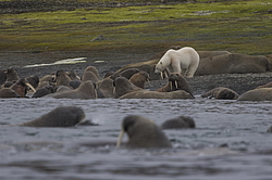 ����� ������� (Ursus maritimus) �� ������� ������. ���������� �������, ���, ������
