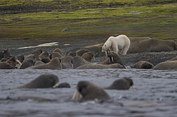 ����� ������� (Ursus maritimus) �� ������� ������. ���������� �������, ���, ������