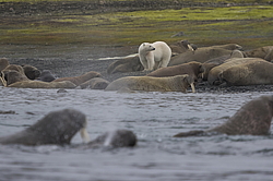 ����� ������� (Ursus maritimus) �� ������� ������. ���������� �������, ���, ������