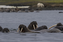 ����� ������� (Ursus maritimus) �� ������� ������. ���������� �������, ���, ������