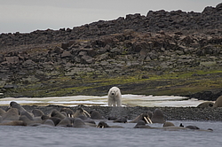 ����� ������� (Ursus maritimus) �� ������� ������. ���������� �������, ���, ������