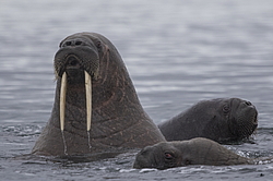 ���� (Odobenus rosmarus) ���������� �������, ���, ������