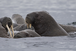 ���� (Odobenus rosmarus) ���������� �������, ���, ������
