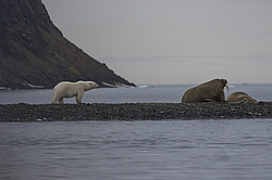 ����� ������� (Ursus maritimus) �� ������� ������. ���������� �������, ���, ������