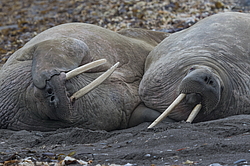 ���� (Odobenus rosmarus) ���������� �������, ���, ������