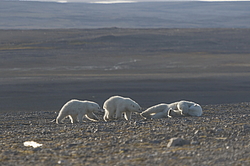 ����� ������� (Ursus maritimus) ��� �������, ���� �����