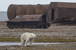 ����� ������� (Ursus maritimus) ��� �������, ���� �����