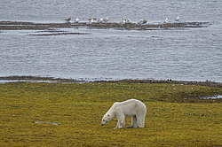 ����� ������� (Ursus maritimus) ��� �������, ���� �����