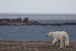 ����� ������� (Ursus maritimus) ��� �������, ���� �����