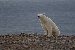 ����� ������� (Ursus maritimus) ��� �������, ���� �����