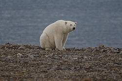 ����� ������� (Ursus maritimus) ��� �������, ���� �����