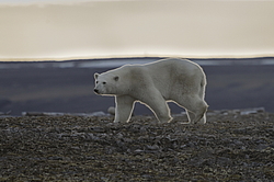 ����� ������� (Ursus maritimus) ��� �������, ���� �����