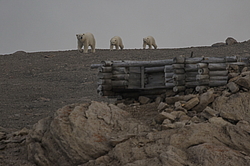 ����� ������� (Ursus maritimus) ��� �������, ���� �����