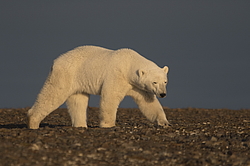 ����� ������� (Ursus maritimus) ��� �������, ���� �����