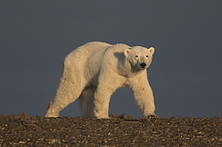����� ������� (Ursus maritimus) ��� �������, ���� �����