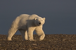 ����� ������� (Ursus maritimus) ��� �������, ���� �����