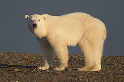����� ������� (Ursus maritimus) ��� �������, ���� �����