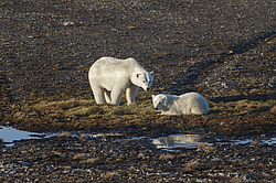 ����� ������� (Ursus maritimus) ��� �������, ���� �����