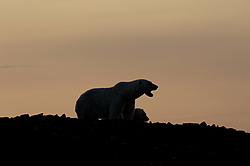 ����� ������� (Ursus maritimus) ��� �������, ���� �����