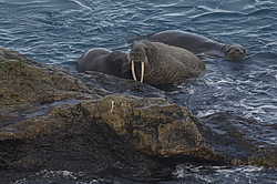 ���� (Odobenus rosmarus) ��� �������, ���� �����