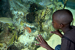 ���������, ����� ��������