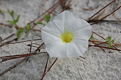 ��� �������, ������ ����