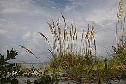 ��� �������, ������ ����