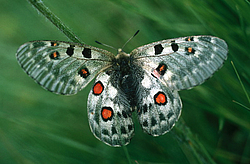 ������� ��� (Parnassius phoebus) ���������