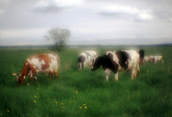 ������ �� ����