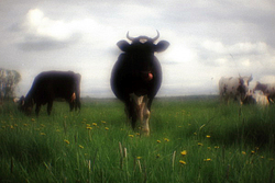 ������ �� ����