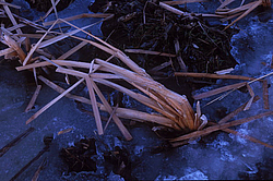 ������� �����