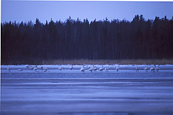 ������� �����