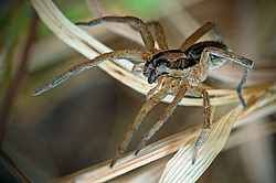 ����-���� (Lycosidae)