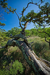 ������������ ������� (Juniperus excelsa)