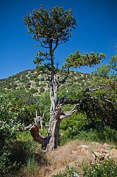 ������������ ������� (Juniperus excelsa)