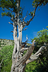 ������������ ������� (Juniperus excelsa)