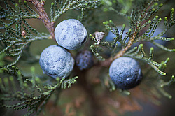 ������������ ������� (Juniperus excelsa)