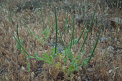 ����� ����� (Glaucium flavum)