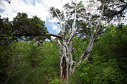 ������������ ������� (Juniperus excelsa)
