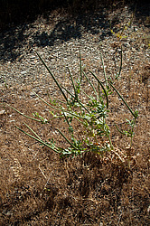 ����� ����� (Glaucium flavum)