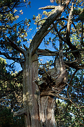 ������������ ������� (Juniperus excelsa)