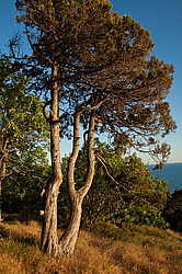������������ ������� (Juniperus excelsa)
