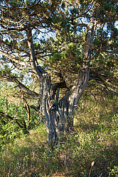 ������������ ������� (Juniperus excelsa)