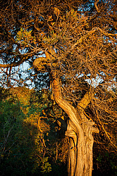 ������������ ������� (Juniperus excelsa)