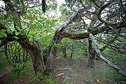 ������������ ������� (Juniperus excelsa)
