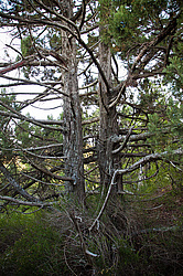 ������������ ������� (Juniperus excelsa)