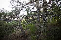 ������������ ������� (Juniperus excelsa)