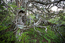 ������������ ������� (Juniperus excelsa)